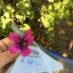 Malva (Mallow) hybrids collected by Betsy Collins in the garden of Ed Mercurio
