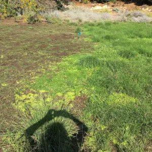 Meadow revival (see gardener notes)