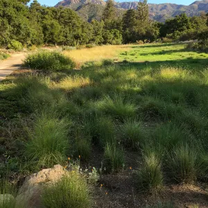 Meadow revival (see gardener notes)