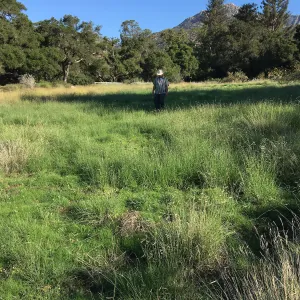 Meadow (see gardener notes)