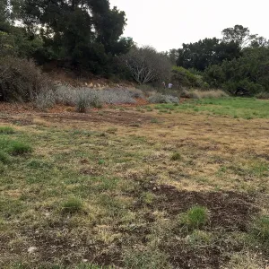 Meadow revival (see gardener notes)