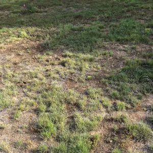 Meadow revival (see gardener notes)