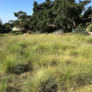 Bouteloua in the Meadow