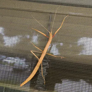 Walking Stick