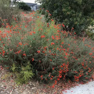 Epilobium along east side driveway