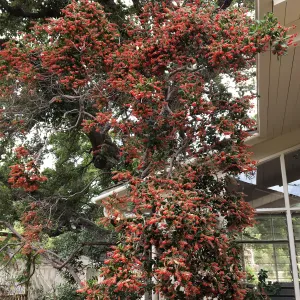  Comarostaphylis behind west Library office