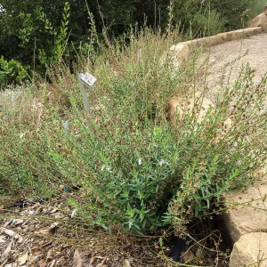 Teucrium glandulosum, Island Section below PCC