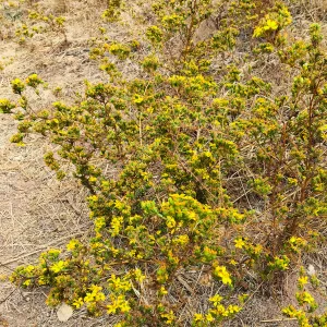 Deinandra fasciculata on slopes below the PCC