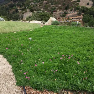 Achillea (yarrow) lawn, PCC