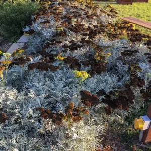 Constancea nevinii at Island View Garden
