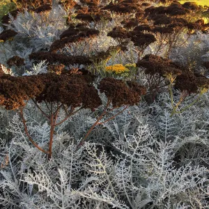 Constancea nevinii at Island View Garden
