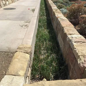 Equisetum in trough at PCC