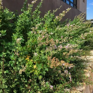 Malacothamnus fasiculatus insularis at PCC planter