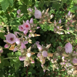 Malacothamnus fasciculatus insularis at PCC planter