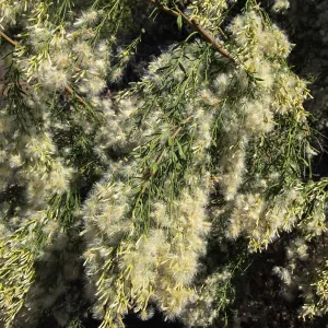 Baccharis sarothroides on the South West Trail