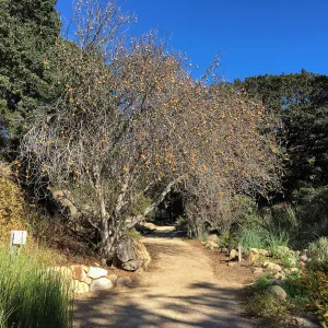 Aesculus californica in lower Arroyo