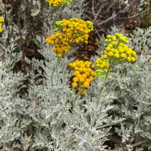 Perityle incana on Campbell Trail