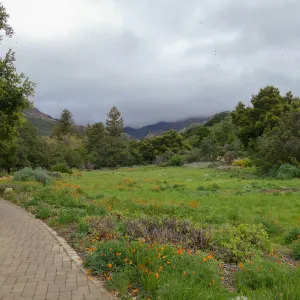 Rainy day Meadow