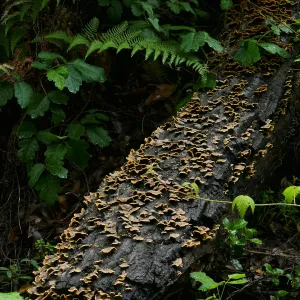 Fallen tree trunk with fungus and poison oak above the Redwoods