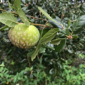 Oak Gall (Coastal Live Oak)
