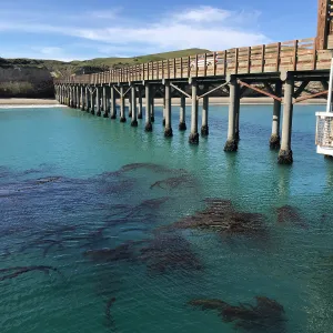Kelp, beach, dock, Carrington Point Anchorage