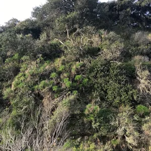 Canyon wall, Cherry Canyon