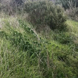 Wild Cucumber and Coyote Bush, NPS Nursery