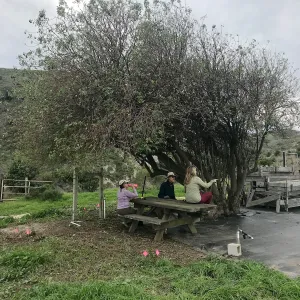 Large Elderberry Tree, NPS Nursery