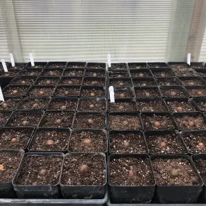 Island Oak acorns that we collected and planted, NPS Nursery