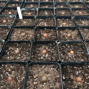 Island Oak acorns that we collected and planted, NPS Nursery