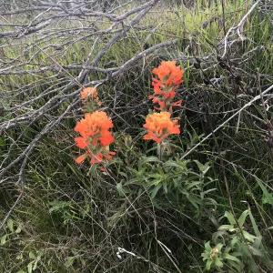 Paintbrush, Hike to Torrey Pines