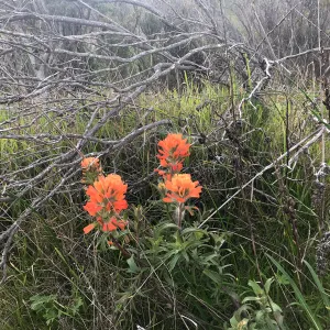 Paintbrush, Hike to Torrey Pines