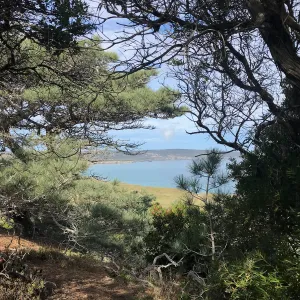 Torrey Pines, Ironwood, Manzanita, Hike to Torrey Pines