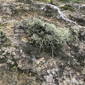 Lichen, Hike to Torrey Pines