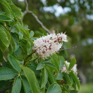California Buckeye blossom