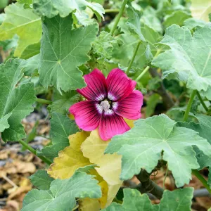 Thanks to genetic and taxonomic studies by Garden botanists, we now know that Malva rosa (Malva assurgentiflora), is one of the rarest plants on the California Channel Islands. We are part of a team now working to recover the northern island form on San M