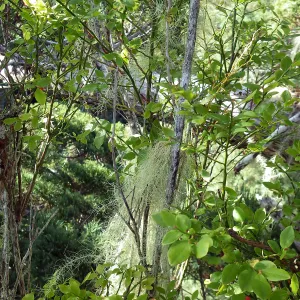 The rare lichen old man's beard (Usnea longissima) growing on red huckleberry (Vaccnium parvifolium) at 260 ft above ground in a coast redwood (Sequoia sempervirens) found while studying the epiphytes that grow on epiphytes on the redwoods.