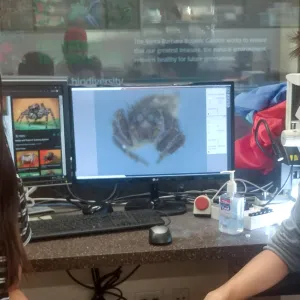 UCSB interns Esther Duh and Nolan Weis are imaging a Jumping Spider