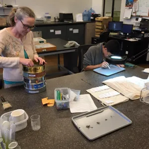 Volunteers helping clean dudleya nesiotica seed