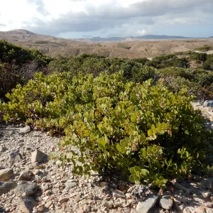 Santa Rosa Island manzanita