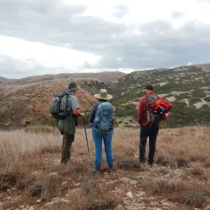 SBBG, Channel Islands NPS and USGS staff conducting long term demography monitoring of the endemic and charismatic Santa Rosa Island manzanita (Arctostaphylos confertiflora)