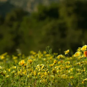 California poppy (Eschscholzia californica) and tidy tips (Layia platyglossa) blooming in â€œJason's Meadowâ€ located between the Horticulture Unit and the Pollinator Garden. 