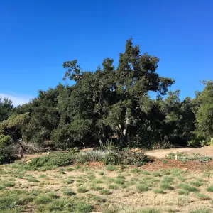 Coast live oak west side of Meadow Section