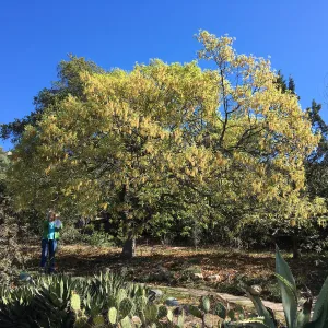 Quercus kelloggi in flower behind the Dudleya Display