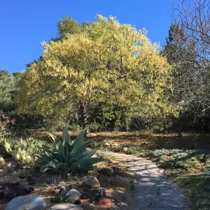 Quercus kelloggi in flower behind the Dudleya Display