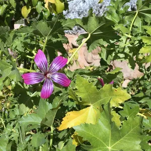 Malva Purissima