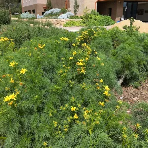 Coreopsis gigantea at the Island View Garden