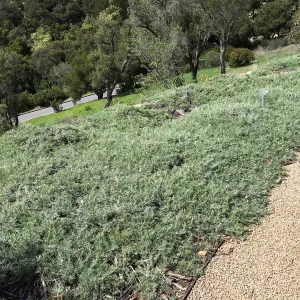 Artemisia Canyon Grey at the Island View Garden