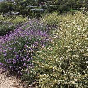 Verbena de la Mina and Sphaeralcea La Luna at the Island View Garden