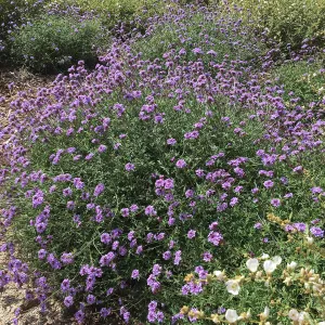 Verbena de la Mina and Sphaeralcea La Luna at the Island View Garden